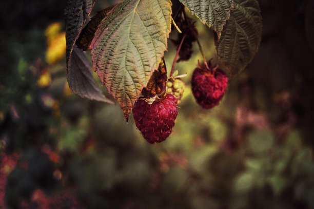 树莓图片下载