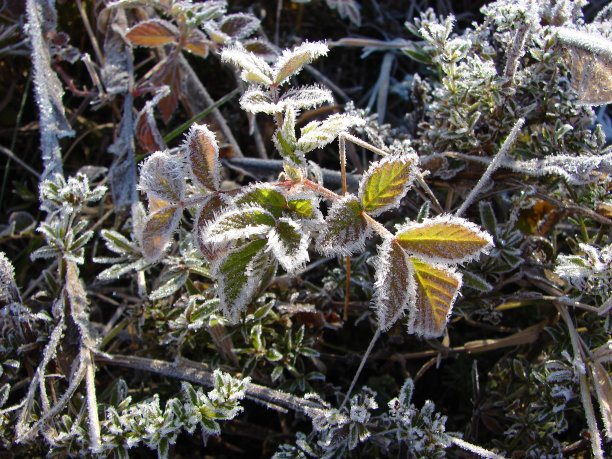 巴西冬季有霜冻的植物图片下载