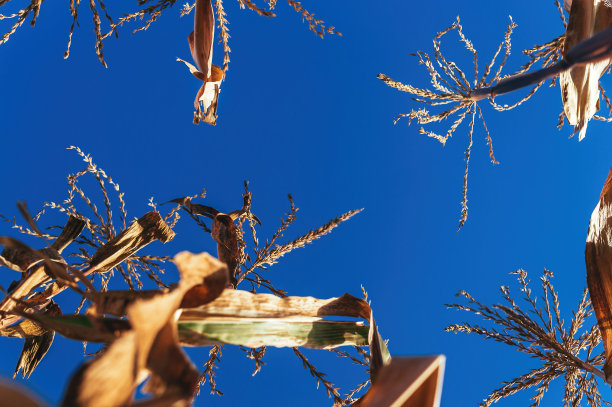 干玉米和蓝天图片下载