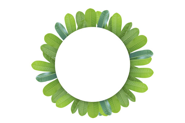 鸡蛋花叶片，白色圆形，孤立背景。空白的空间图片下载