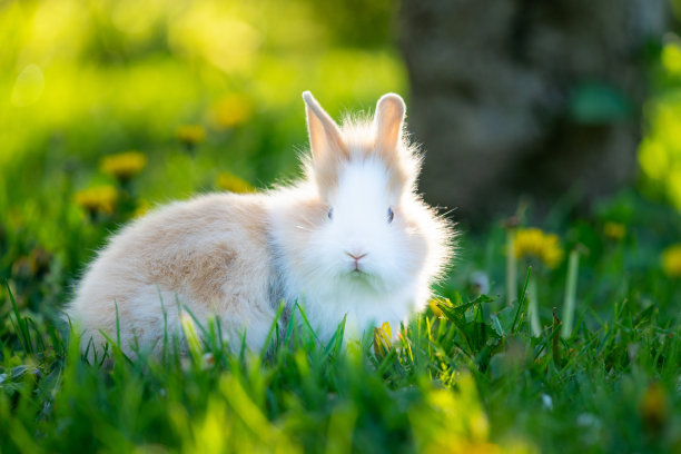 可爱的兔子图片素材ID：382670076