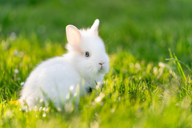 可爱的兔子图片素材ID：382670184