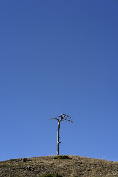 山上的枯树图片下载