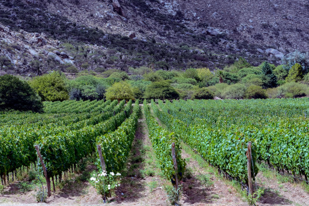 阿根廷萨尔塔省葡萄园的种植图片下载