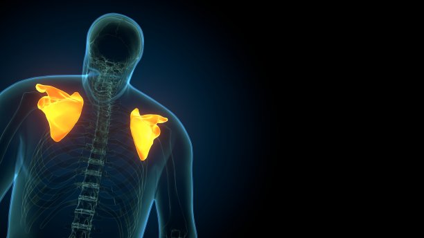 骨肩胛骨解剖的3d渲染图片下载