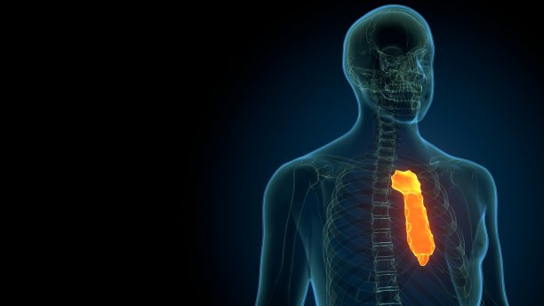 骨骼胸骨解剖的3d渲染图片下载