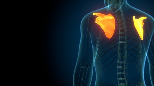 骨肩胛骨解剖的3d渲染图片下载