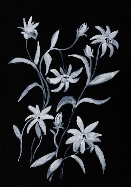 花和植物在黑色的背景图片下载