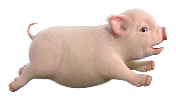 3D插图粉色小猪在白色图片下载