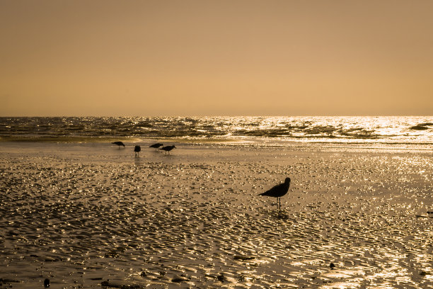 一群在海滩上隔离的鸽子图片下载