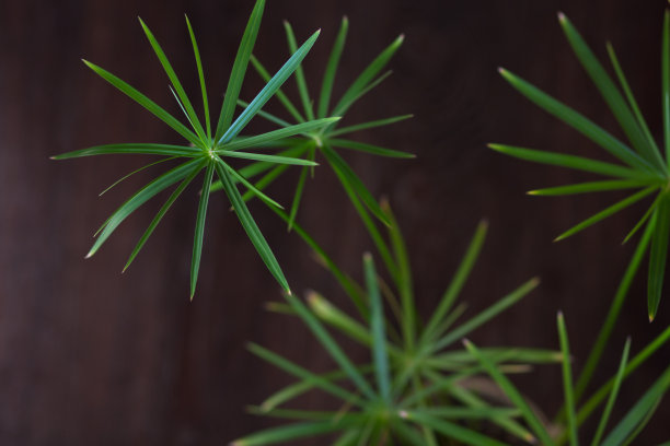 在黑色的背景上，把香莎草植物的伞合起来图片下载