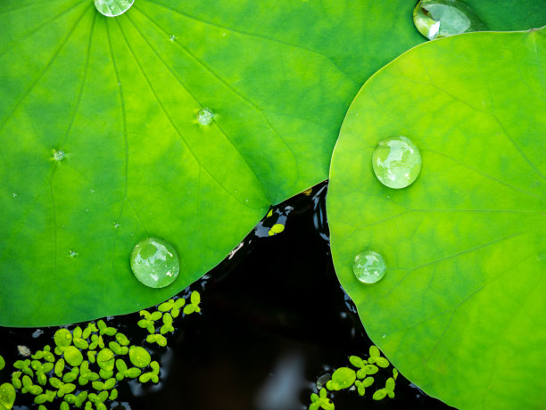 水在印度荷叶上滚动图片下载
