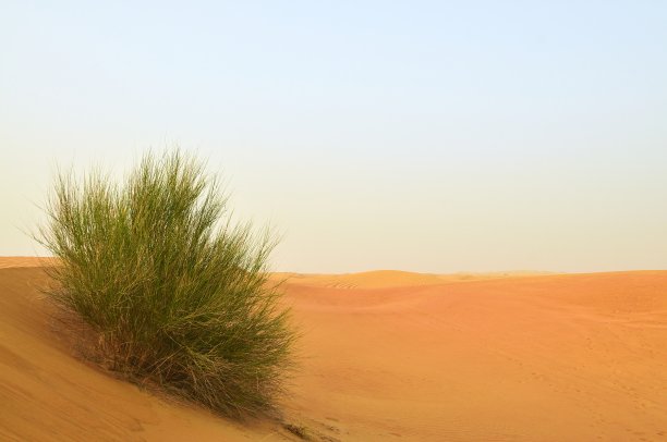 迪拜的沙漠针叶灌木图片下载