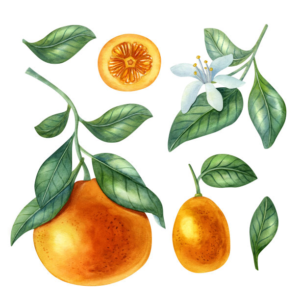 水彩鲜艳的彩色插图图片下载