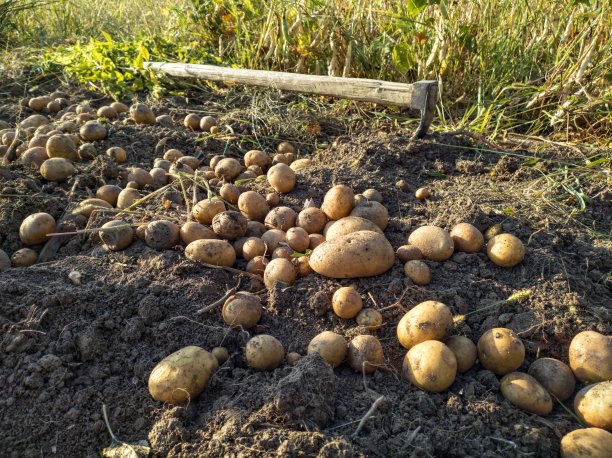 收集有机种植的土豆图片下载