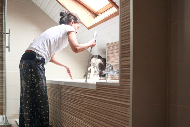 猫喜欢水图片下载