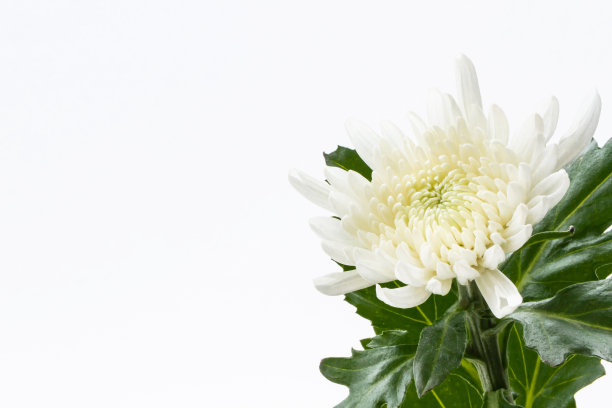 白色的菊花图片下载
