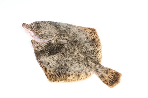 白色背景上的大菱鲆图片下载