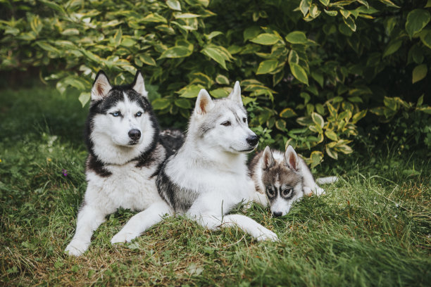 哈士奇狗家族图片下载