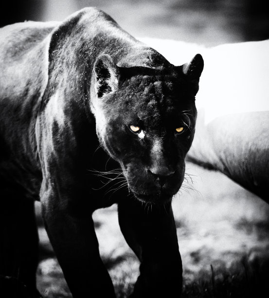 黑色的捷豹图片下载