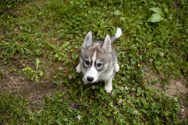 可爱的哈士奇小狗图片下载