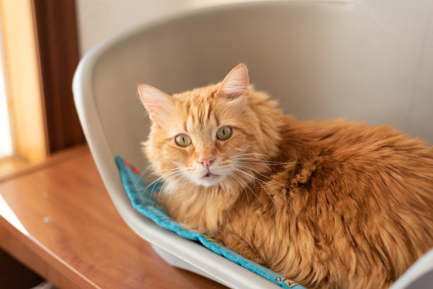 可爱的姜猫在宠物床上惊讶的一瞥图片下载