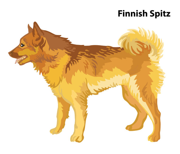 彩色装饰肖像狗芬兰斯皮兹图片下载