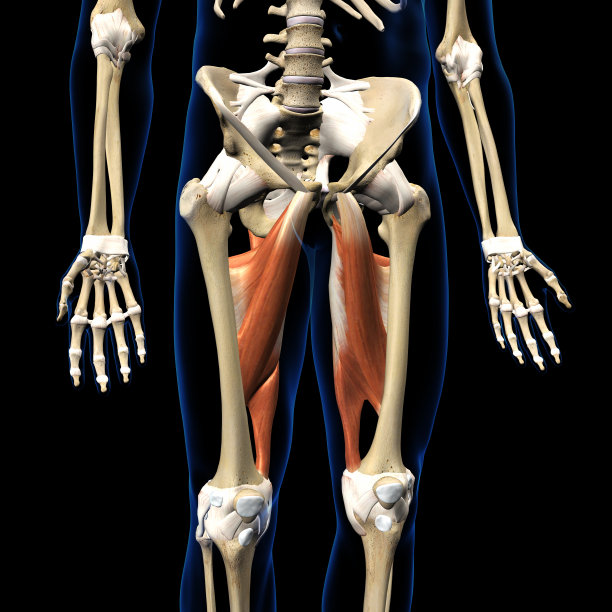 男性髋内收肌复合体前视图孤立于人体骨骼图片下载
