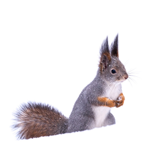 冬天，松鼠滑稽地坐在纯白的雪地上，在白色的背景上孤立无援图片下载
