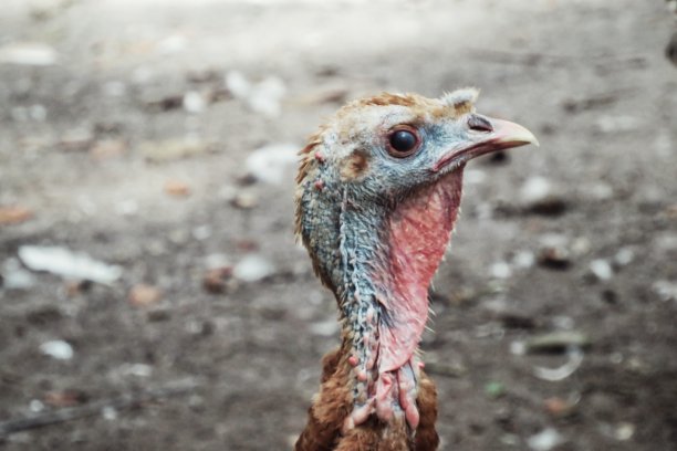 野生火鸡图片下载