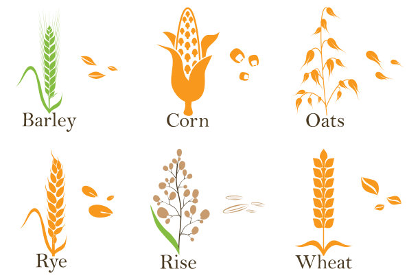 谷物矢量图标。水稻，小麦，玉米，燕麦，黑麦，大麦。向量。图片下载