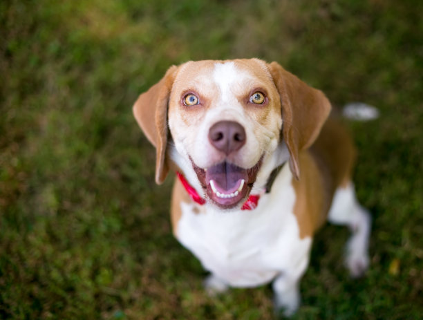 一只快乐的比格犬抬头看着镜头图片下载