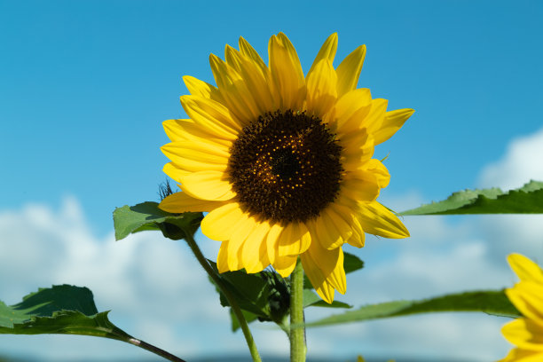 美丽的黄黑色的向日葵带着绿色的叶子，前面是蓝天，上面是白云图片下载