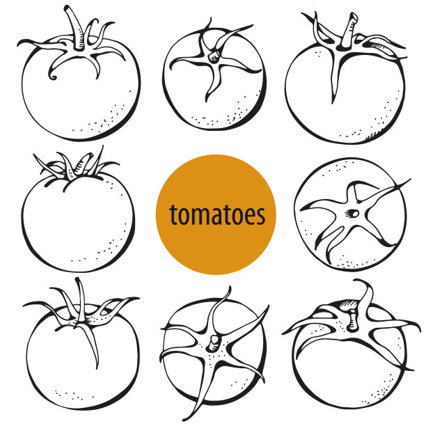 食物蔬菜集手绘西红柿在白色图片下载