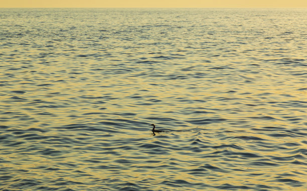 大鸬鹚，Phalacrocorax，在美丽的日落，在亚得里亚海海岸图片下载