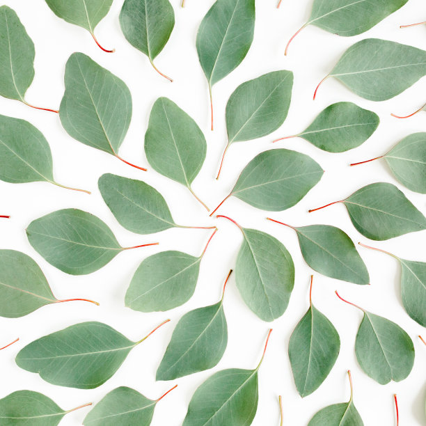 抽象图案，纹理与绿叶桉树杨树孤立在白色的背景。平躺，俯视图图片下载