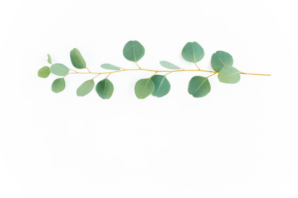 绿色的树枝与桉树的叶在白色的背景。平放，俯视图图片下载