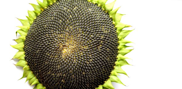 成熟的向日葵。黑色葵花籽特写。收获的向日葵图片下载