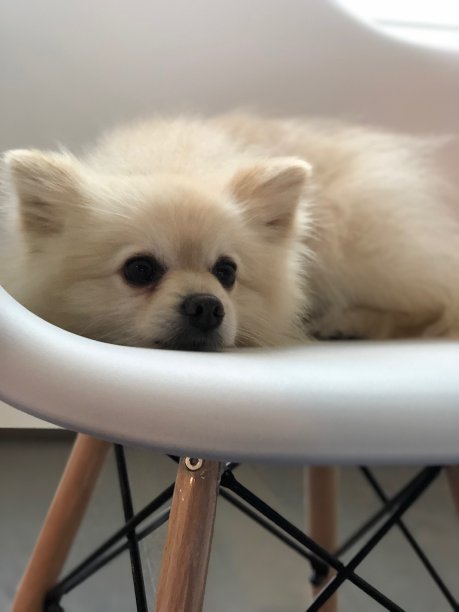 一个昏昏欲睡的波美拉尼亚的图片下载