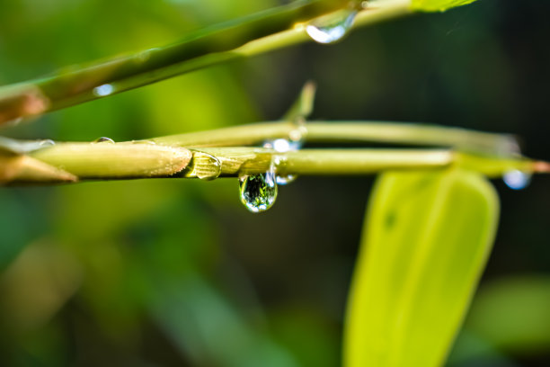 几滴小水滴挂在竹叶上和小树枝上。图片下载