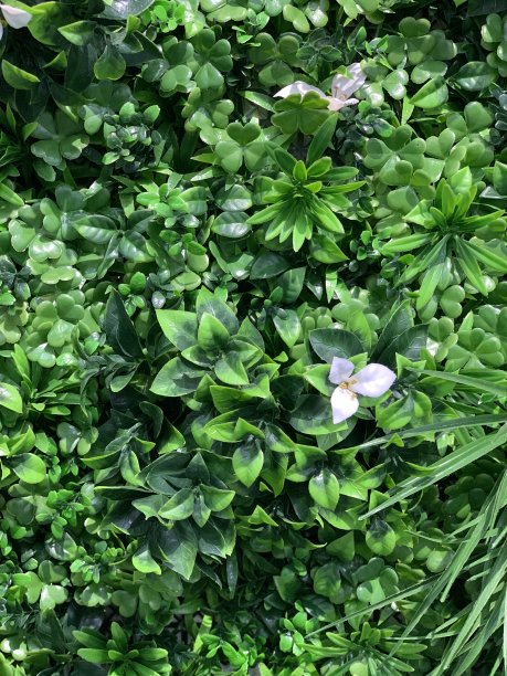 绿叶背景图片下载