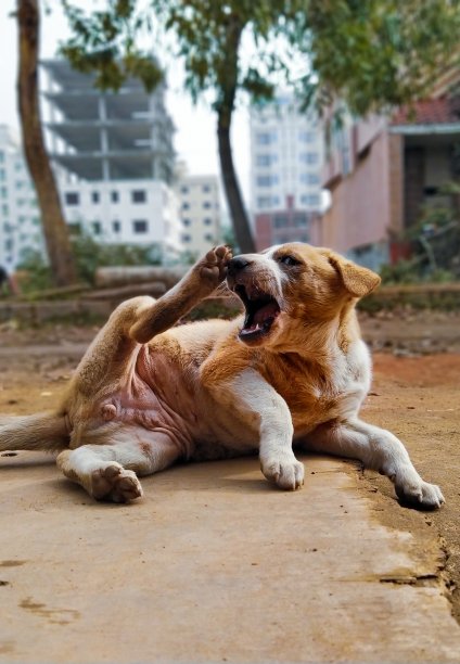 狗有无限的热情，但没有羞耻感。我应该养只狗当生活教练。图片下载