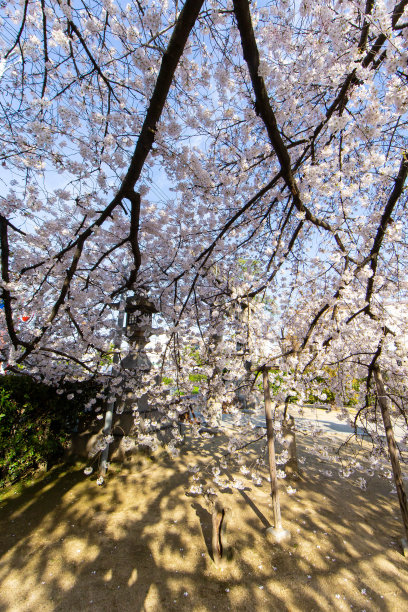 樱花在地上投下阴影图片下载