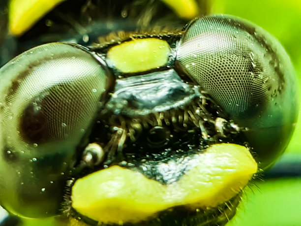 一只美丽的蜻蜓栖息在一棵绿色树的叶子上。这是一个花园。图片下载