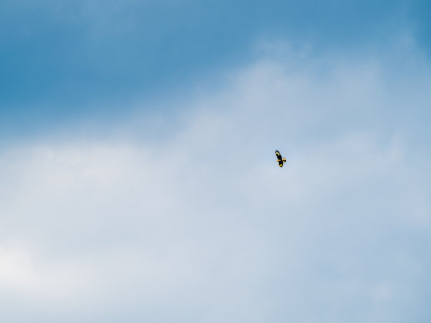 鹰在满天的云里，从下往上看。图片下载