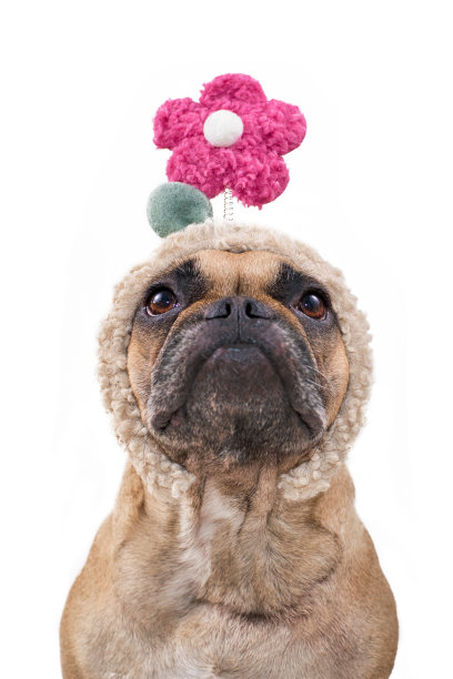 有趣的法国斗牛犬，头带花在白色的背景图片下载