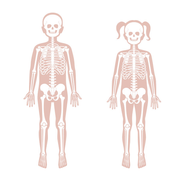儿童骨骼解剖男孩和女孩图片下载