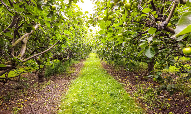 刚种植的苹果图片下载