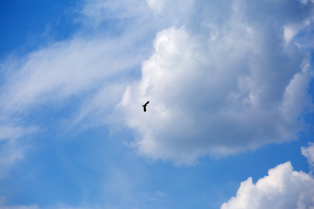 黑风筝映着美丽的天空，在河上寻找食物。图片下载
