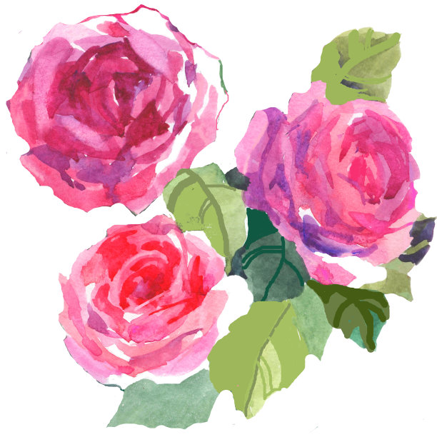 3个水彩粉色玫瑰在白色插图。图片下载